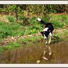 Ben, le border collie flotteur