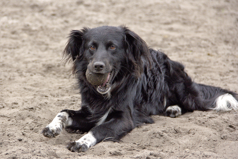 Ben mit Ball 1