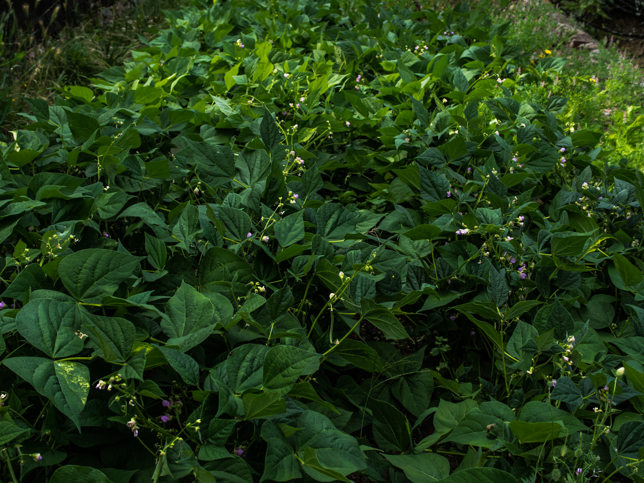 ben non, c'est pas encore la fin des haricots