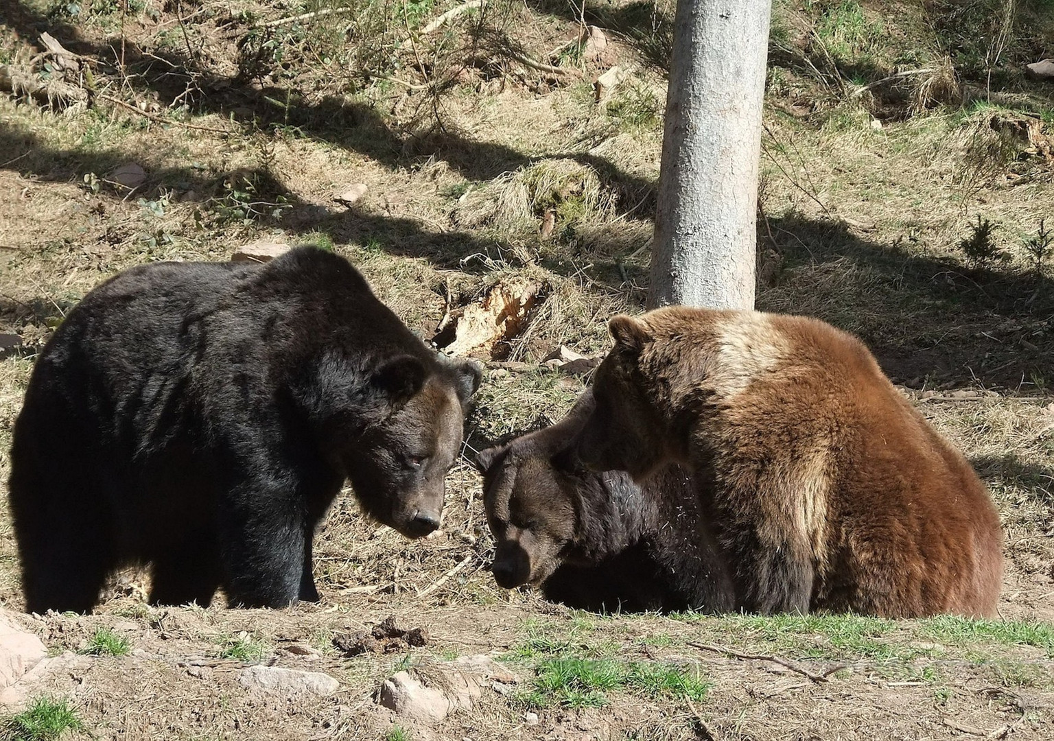 Ben, Poldi und Schapi im Alternativen Bärenpark Schwarzwald