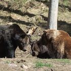 Ben, Poldi und Schapi im Alternativen Bärenpark Schwarzwald