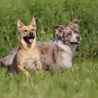 Ben und Oscar starten durch