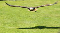 Ben und sein Schatten im Anflug