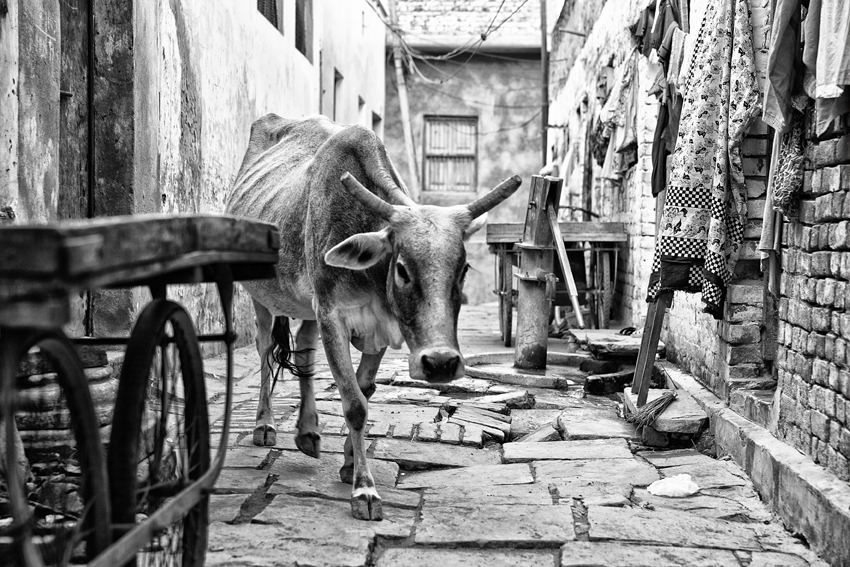 Benares cow