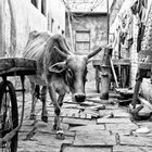 Benares cow