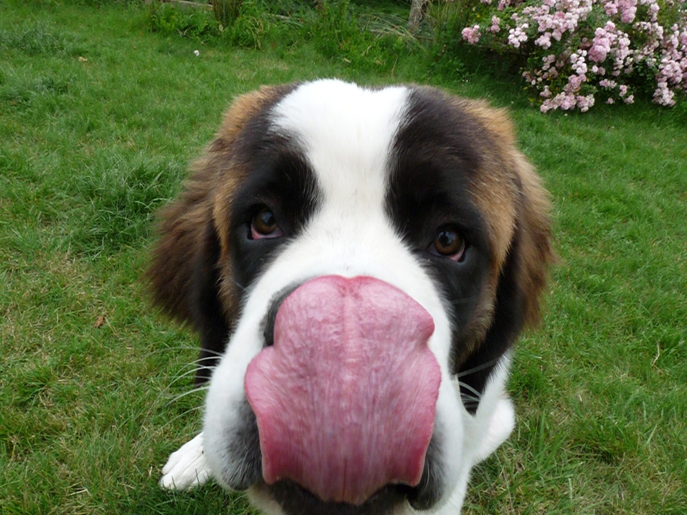 Benben le Saint Bernard