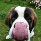 Benben le Saint Bernard