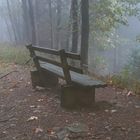 bench in foggy woods
