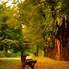 Bench in the park.