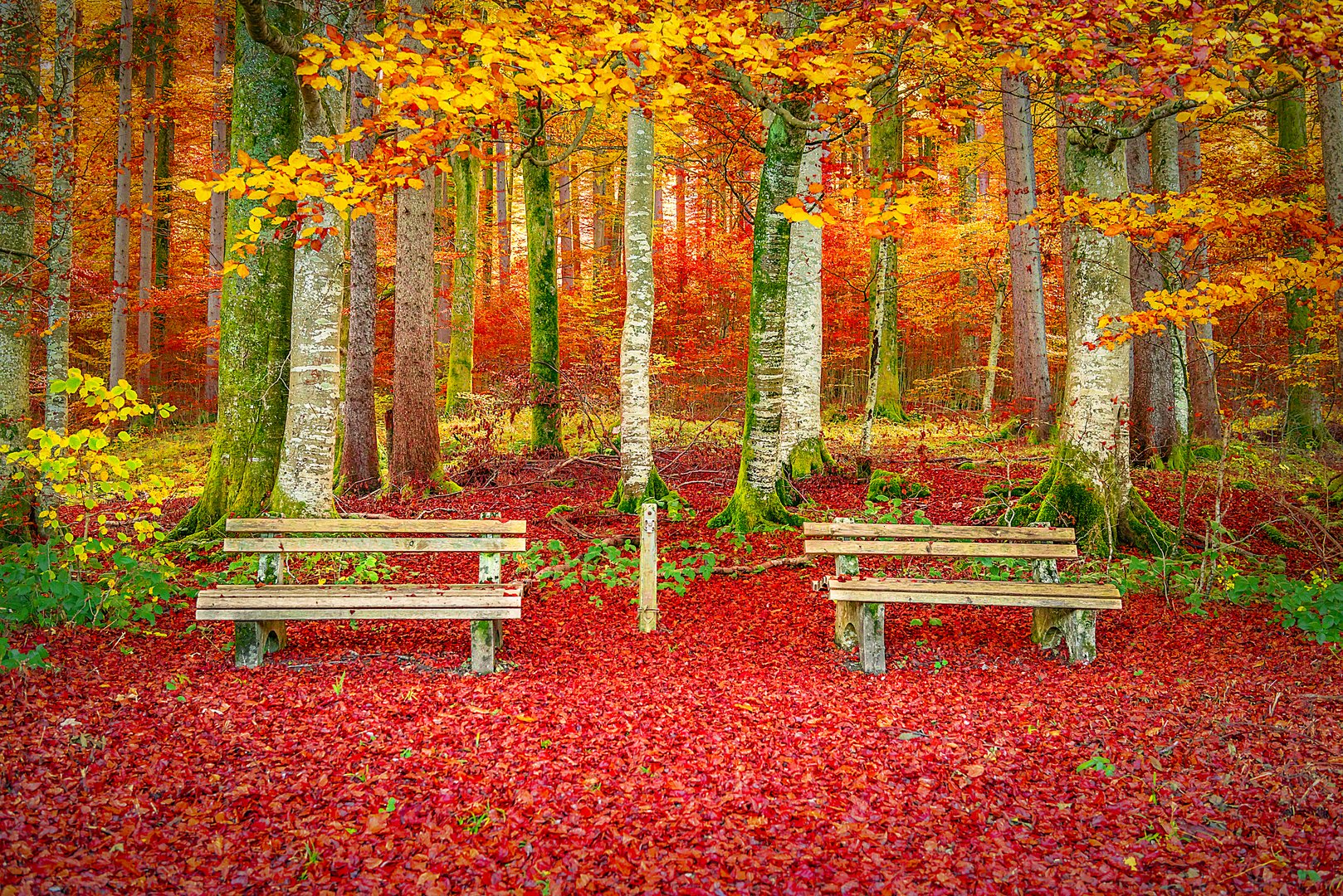 Benches on a carpet of autumn leaves