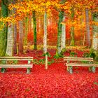 Benches on a carpet of autumn leaves