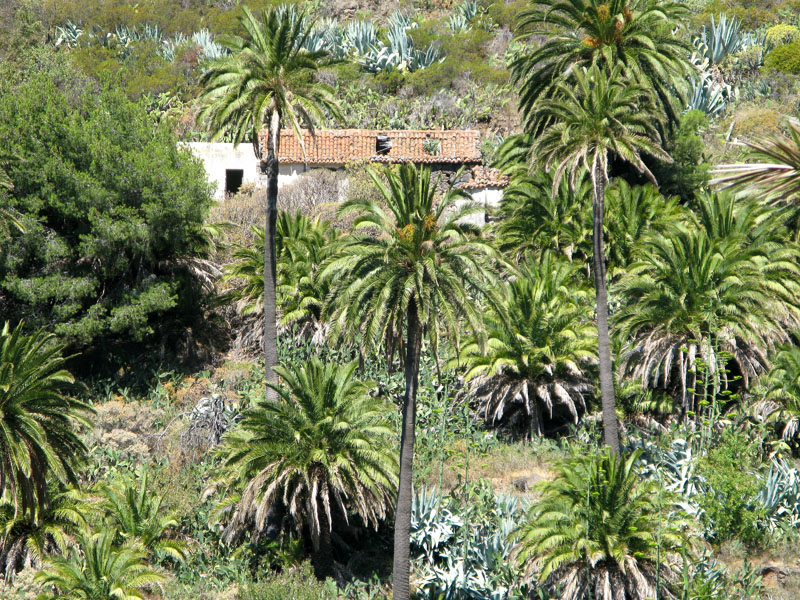 Benchijigua-Tal auf La Gomera