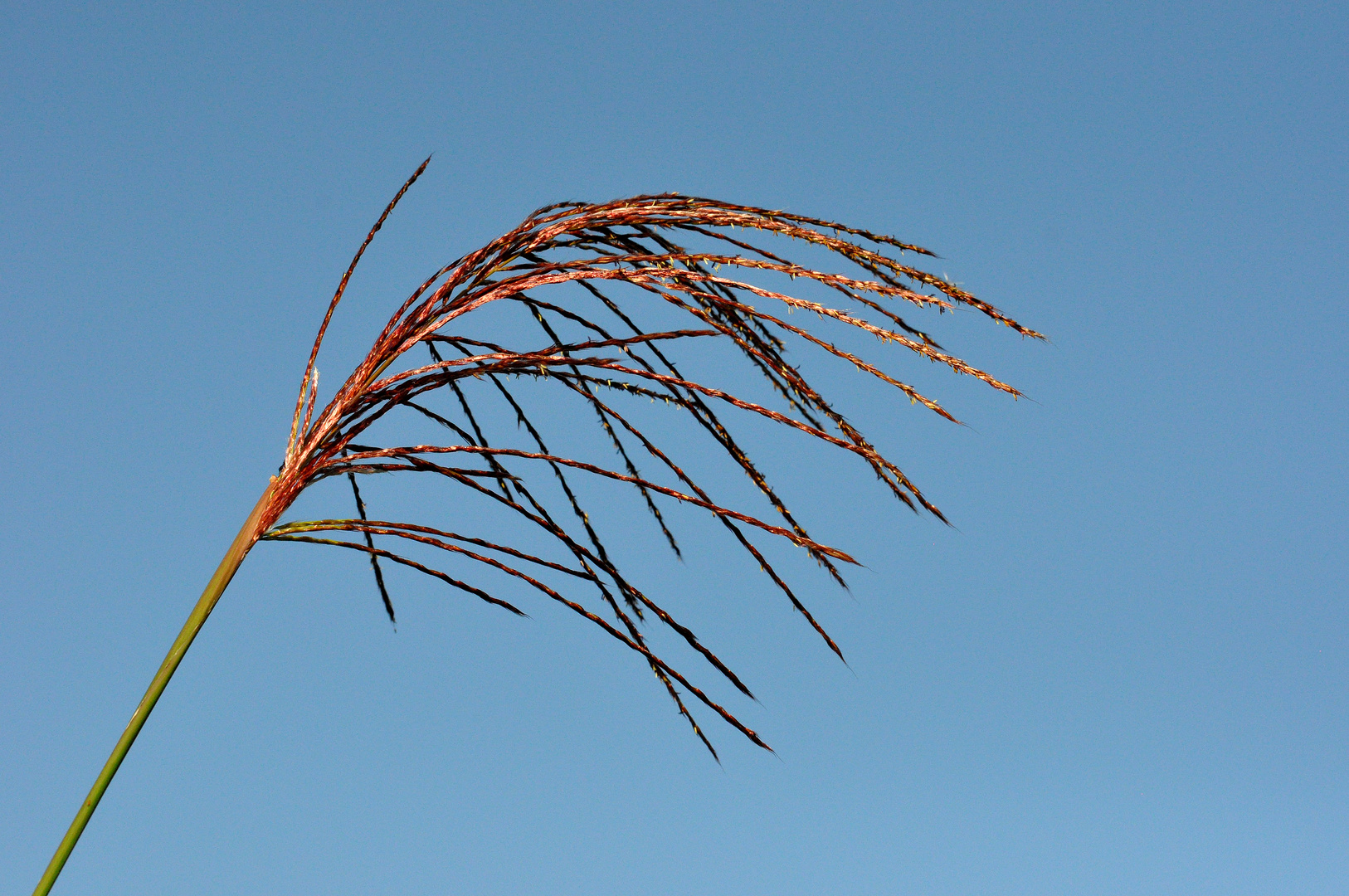 Bending gently in the wind