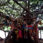 Beneath the banyan trees