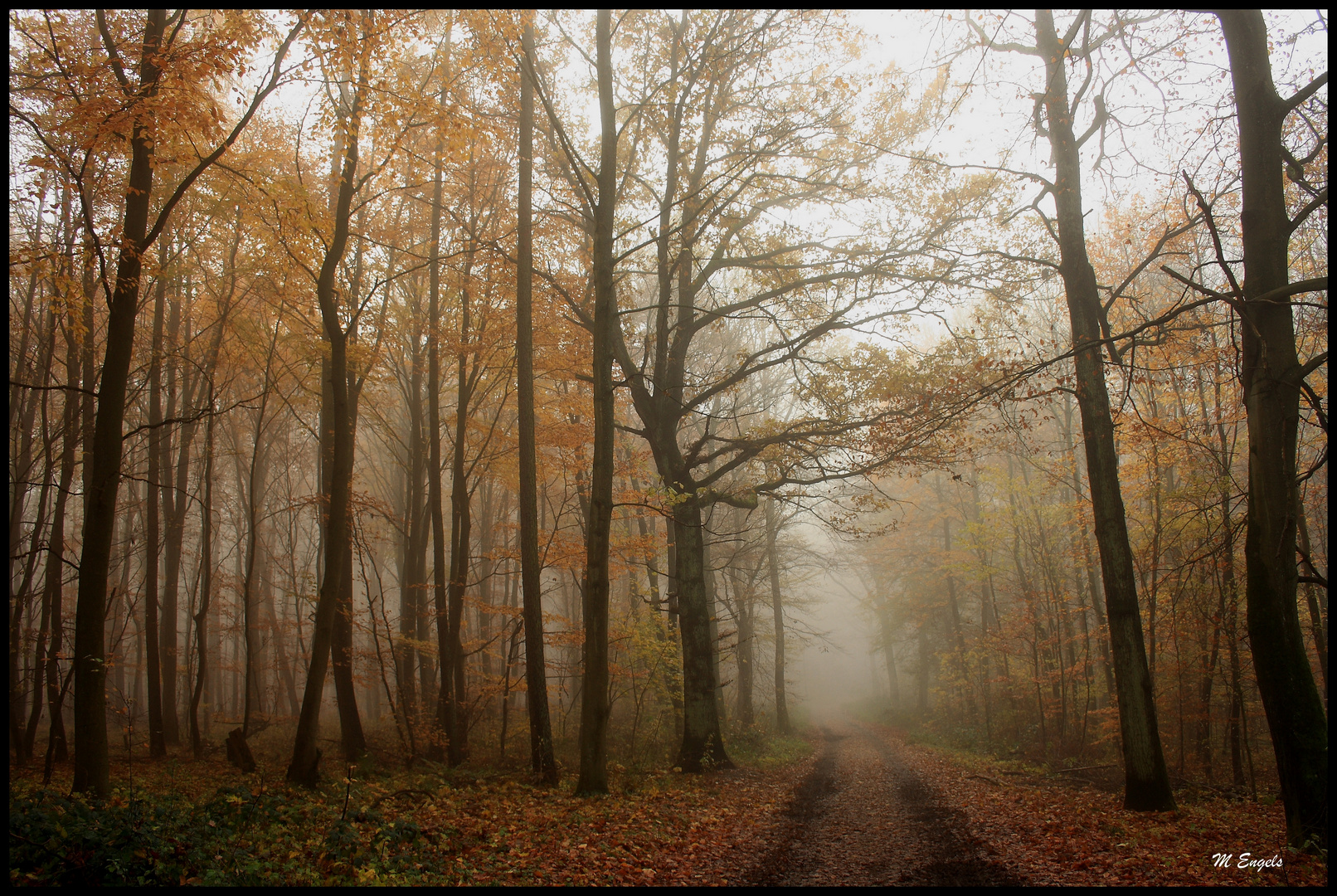 benebelt Foto & Bild jahreszeiten, wald, natur Bilder auf