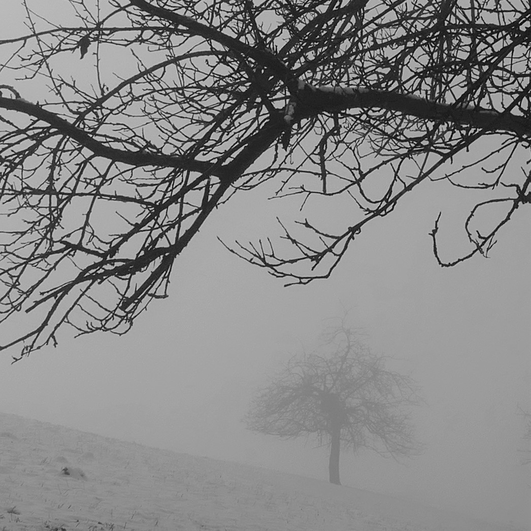 Benebelter Baum