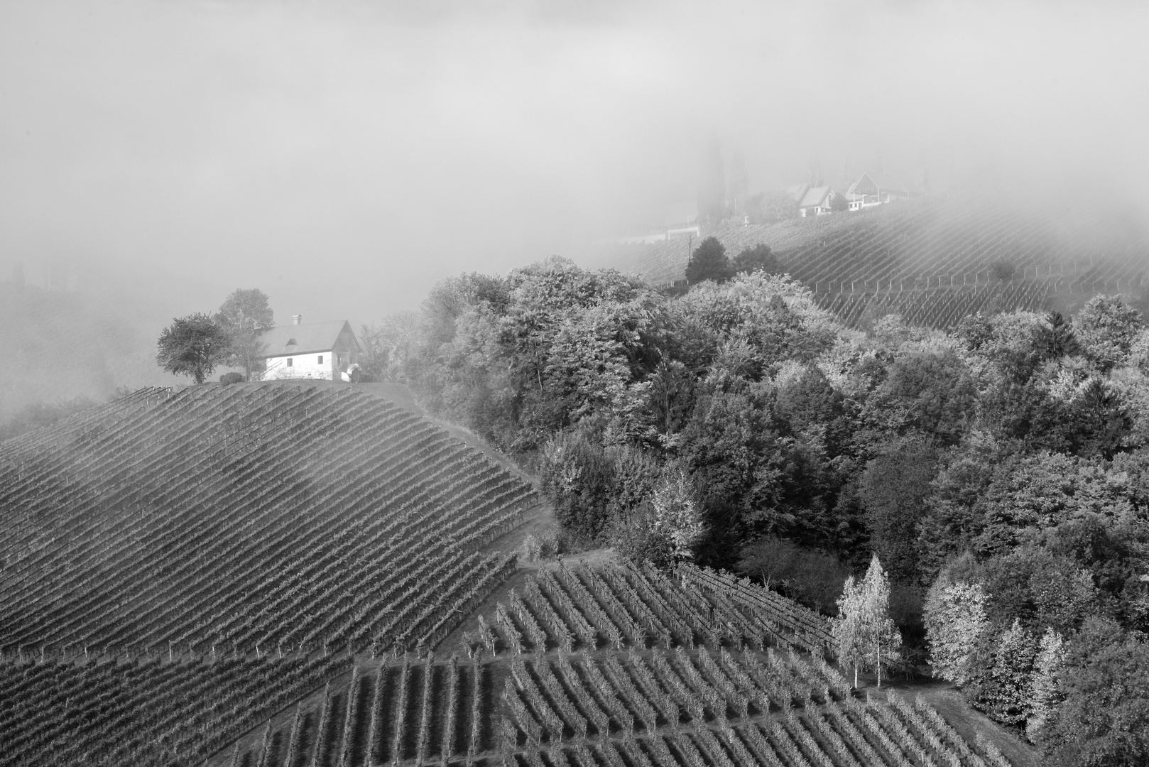 Benebelter Morgen an der Weinstraße  