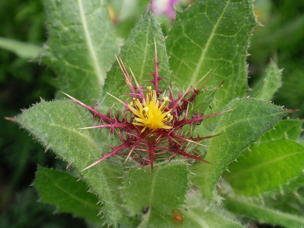 Benediktenkraut (Centaurea benedicta)