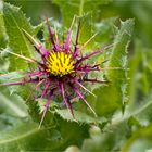 Benediktenkraut (Centaurea benedicta) oder Benediktendistel..