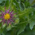 Benediktenkraut (Centaurea benedicta) oder Benediktendistel..