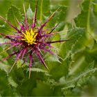 Benediktenkraut (Centaurea benedicta) oder Benediktendistel