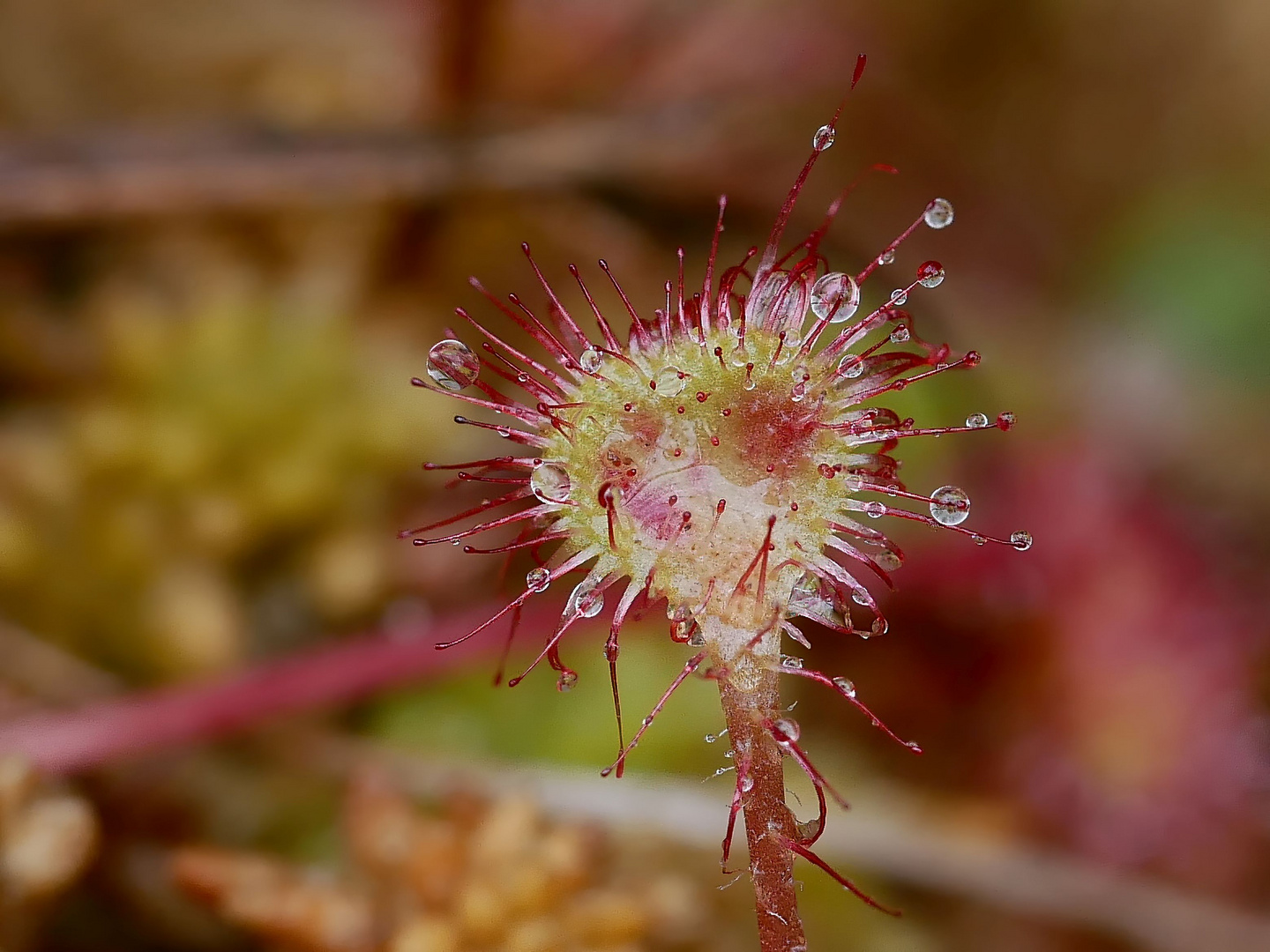 Foto & Bild natur, pflanzen, sonnentau Bilder auf