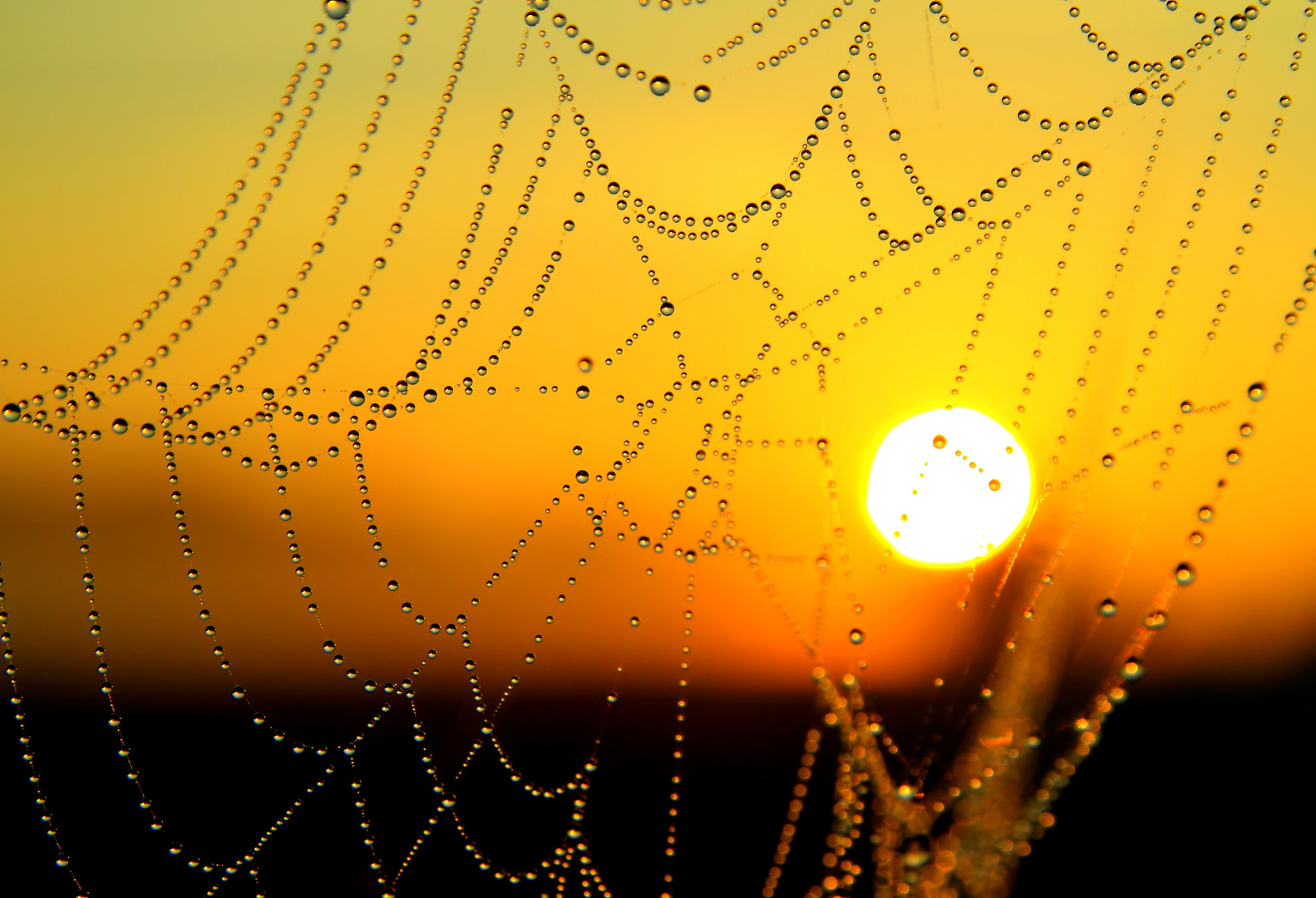 Benetzte  Morgensonne