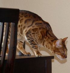 Bengal