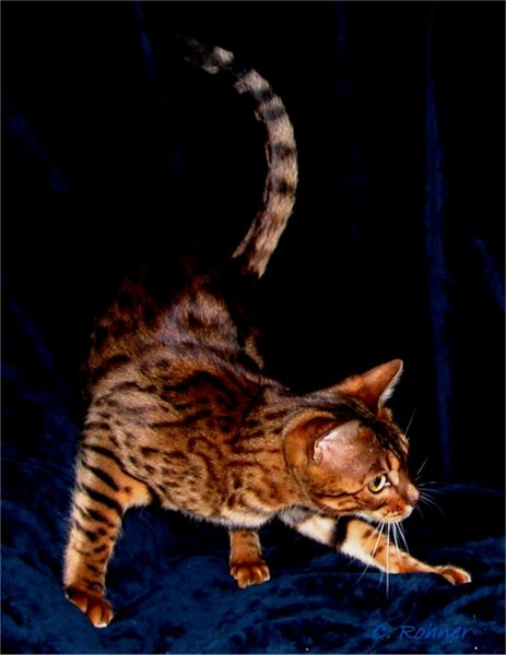 Bengal Cat