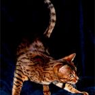 Bengal Cat