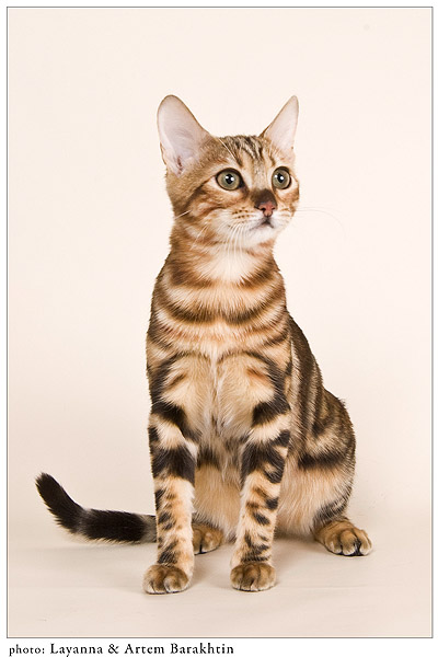 Bengal cat 1