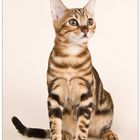 Bengal cat 1