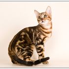 Bengal cat 2