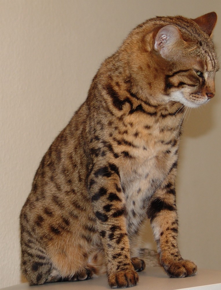 Bengal Cat 2