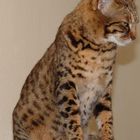 Bengal Cat 2