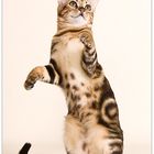 Bengal cat 4