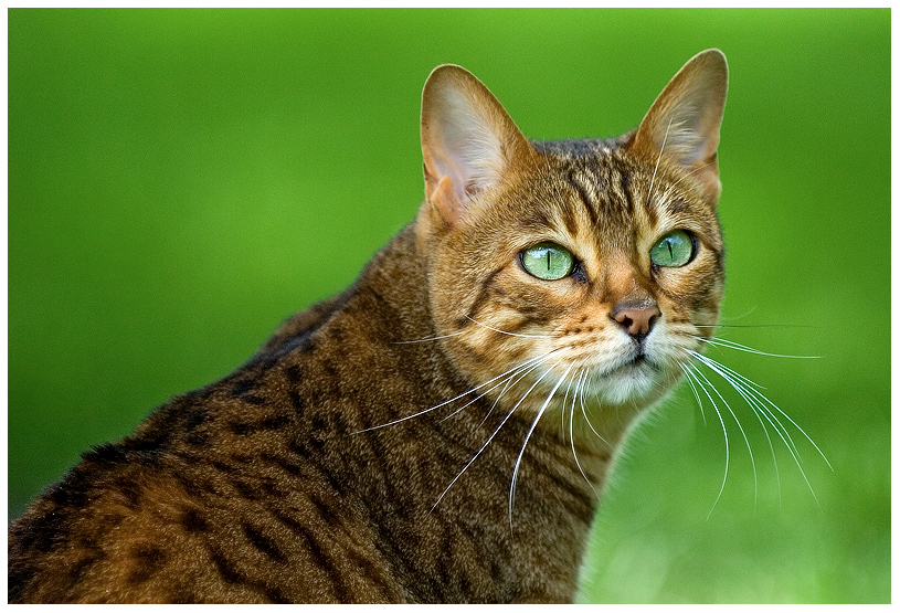 Bengal Cat