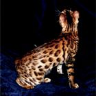 Bengal Cat