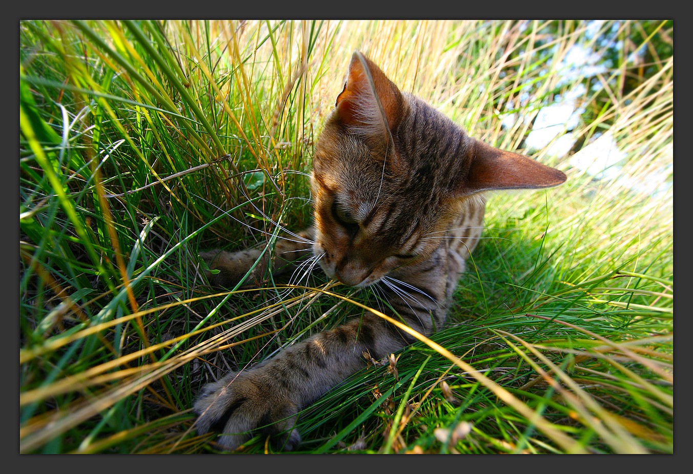 Bengal Cat Ujamaa