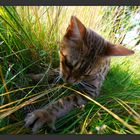 Bengal Cat Ujamaa