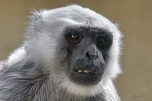 Bengal hanuman langur