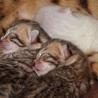 Bengal Kätzchen schlafen