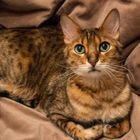 Bengal Kater