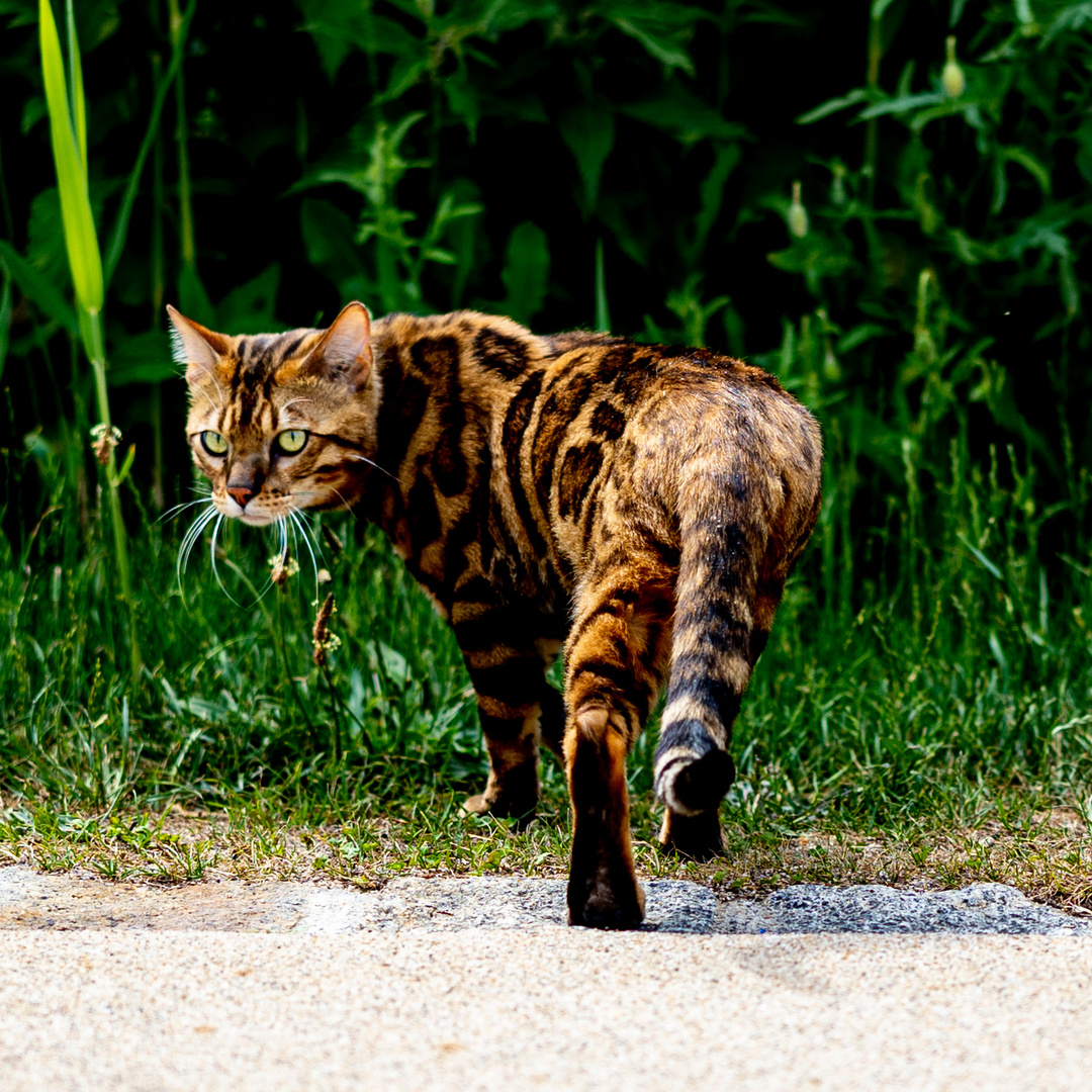 Bengal Katze