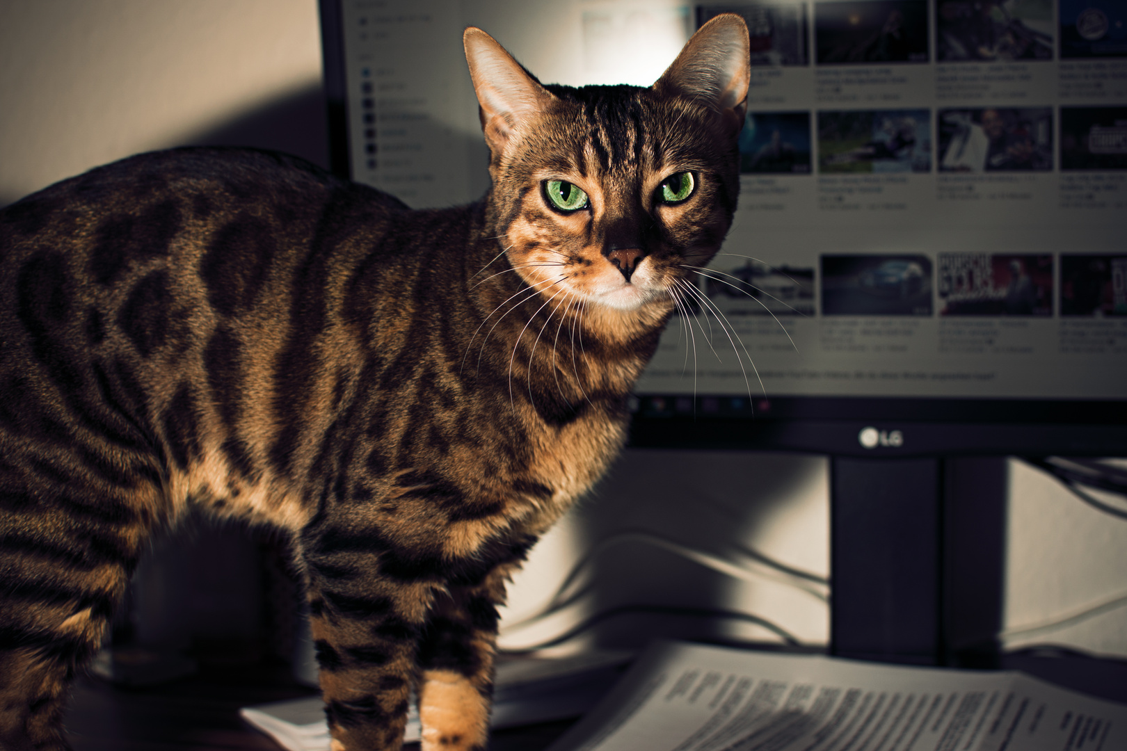 Bengalen Katze Bengalen Katze