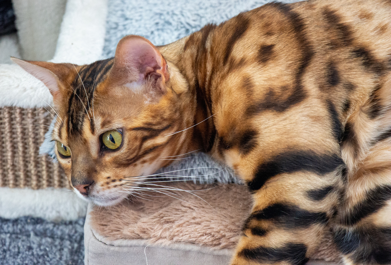 Bengal Katze