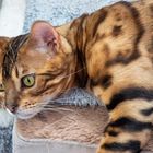 Bengal Katze