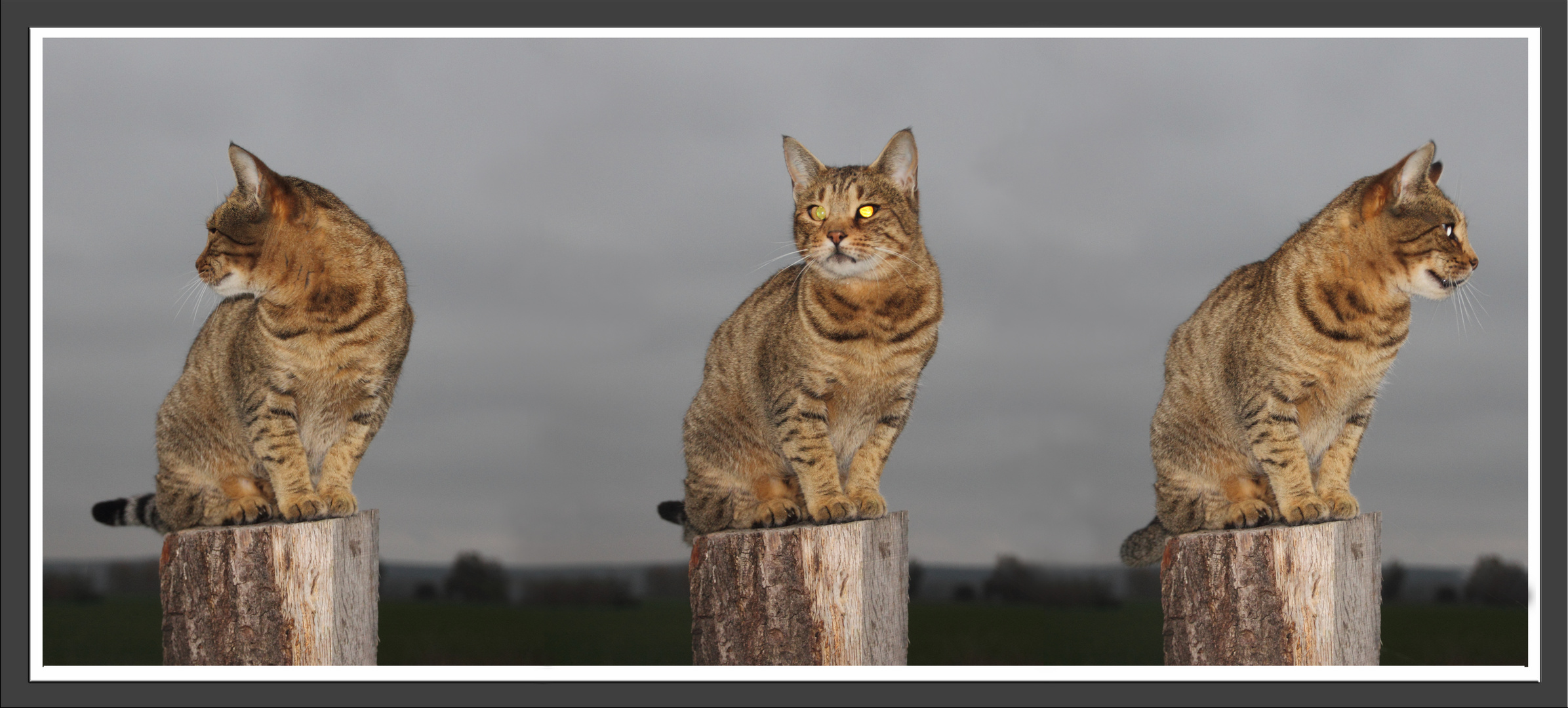 Bengal Katze