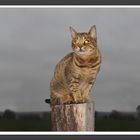 Bengal Katze