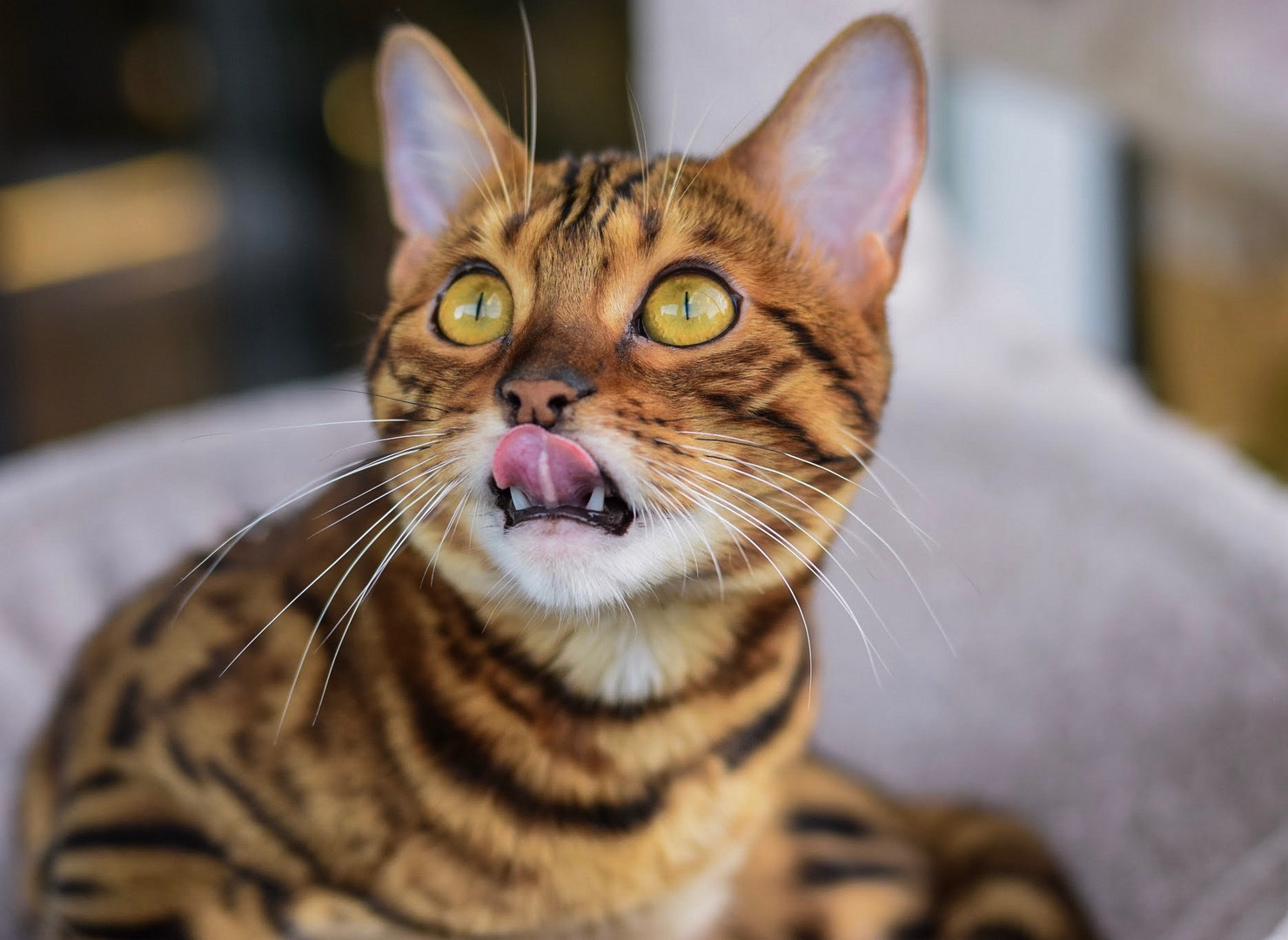 Bengal Katze